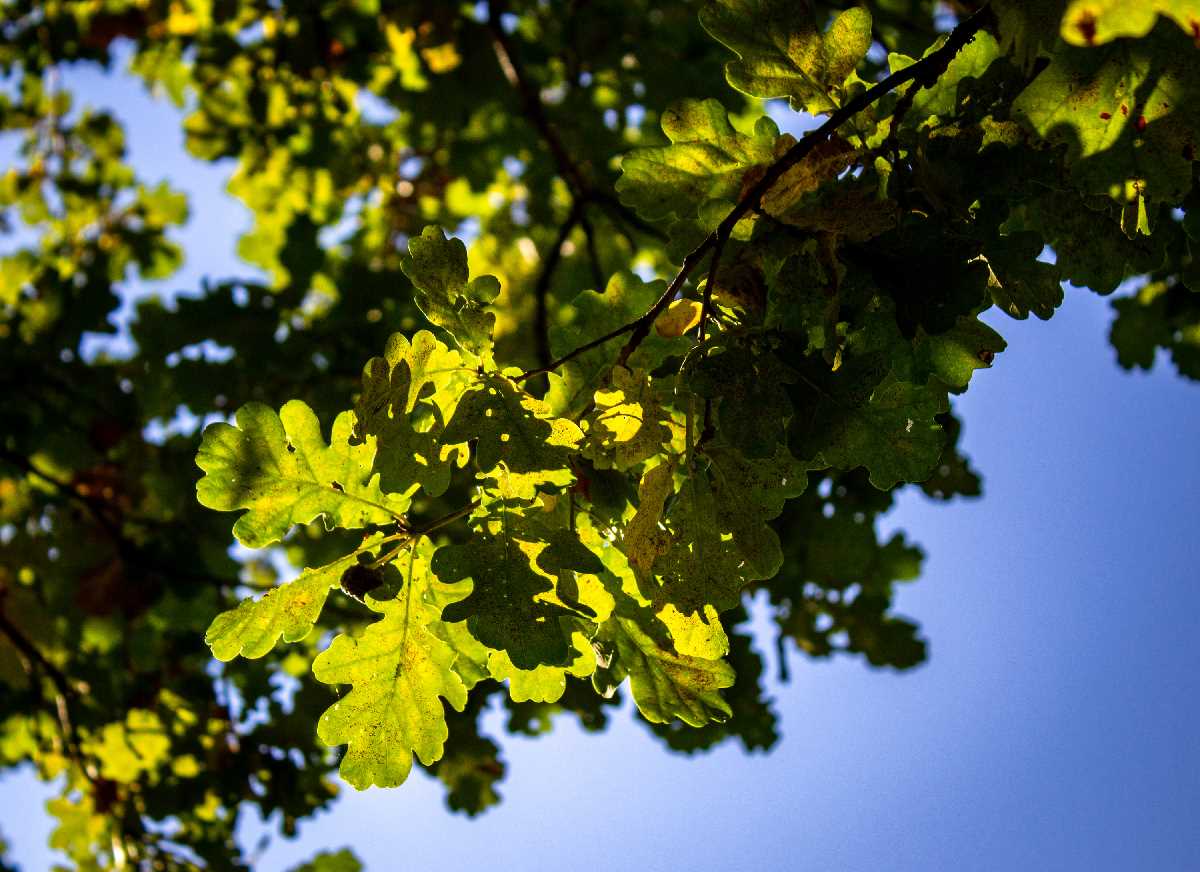 Sunlit oak leaves in Kings Heath Park.